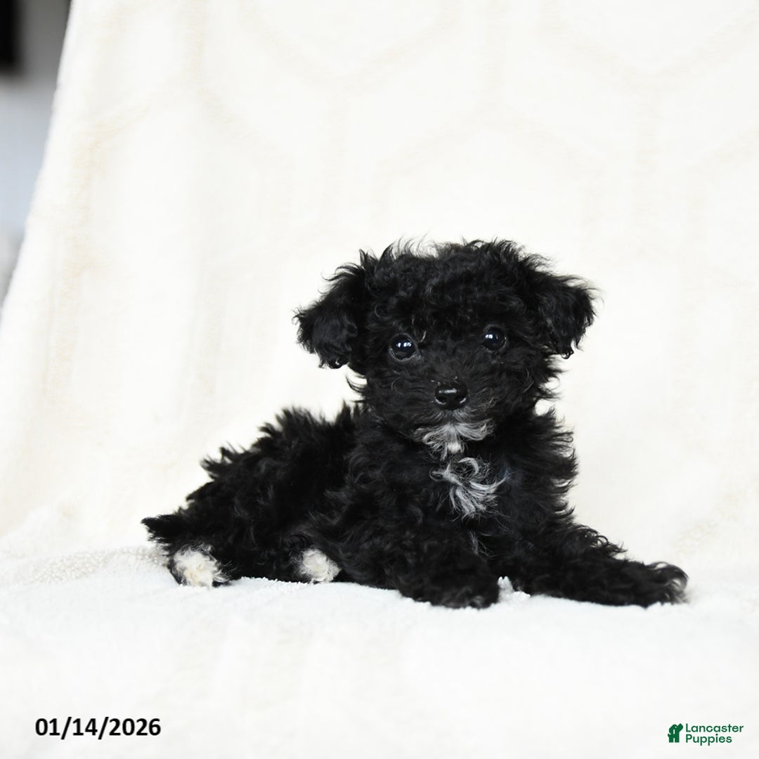 Miniature Poodle dogs for sale: Ash   - Ad 2