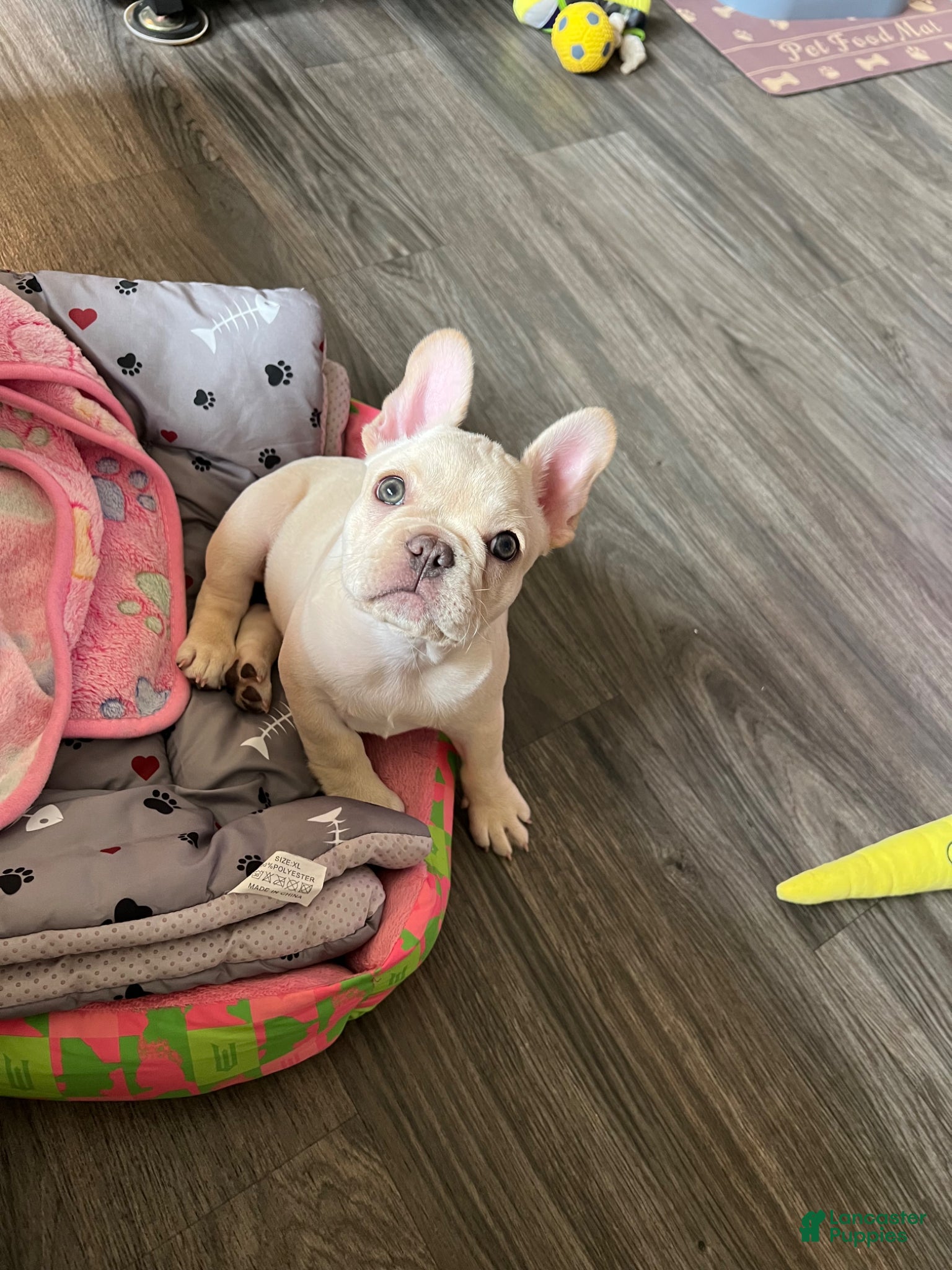 French Bulldog dogs French Bulldog Puppy 1 - Ad 1