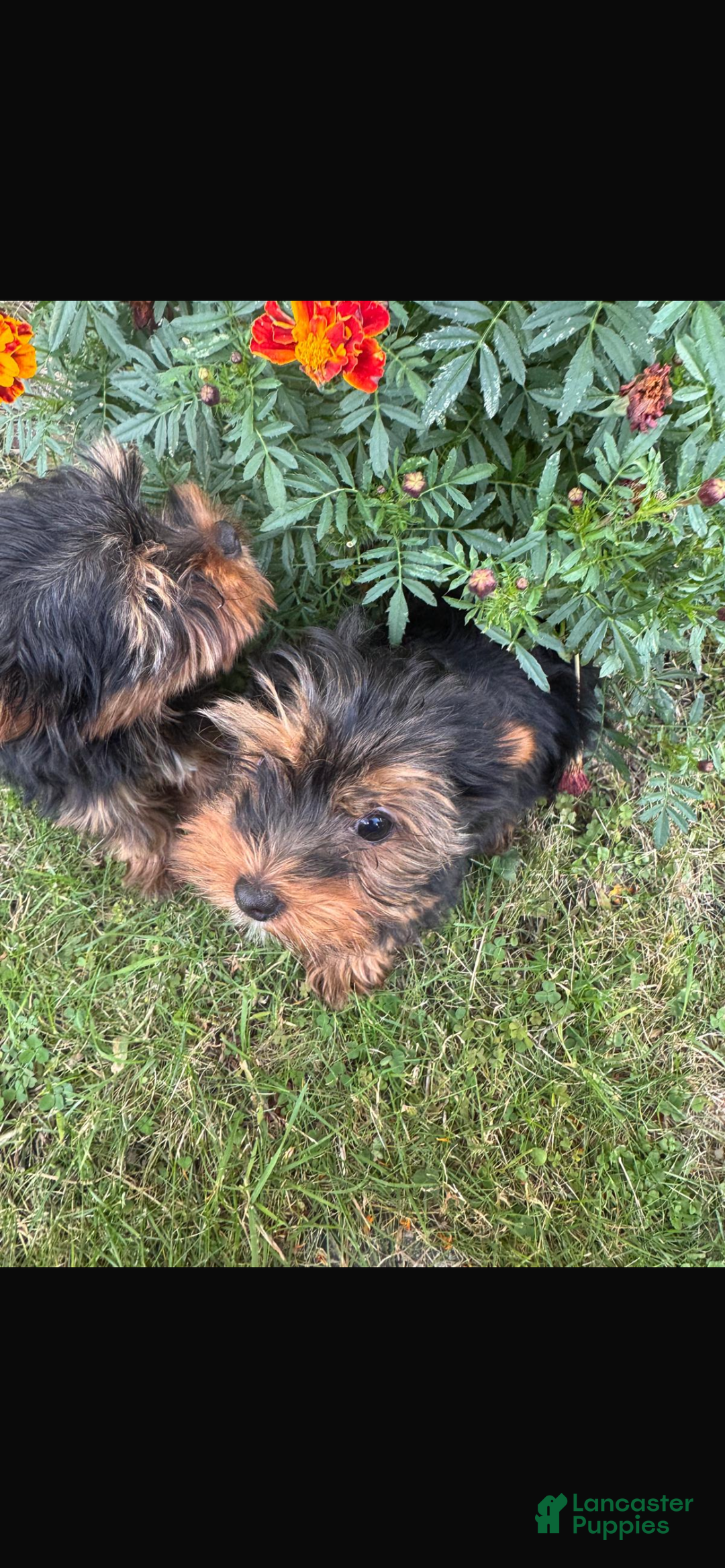 Yorkshire Terrier dogs for sale: Yorkshire Terrier Puppy 2  - Ad 4