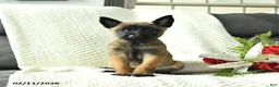 Belgian Malinois dogs for sale: Buster - Ad 3