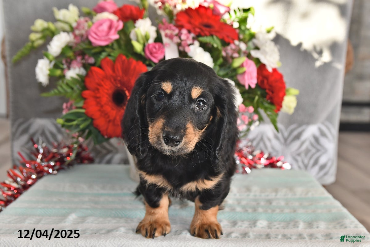 Miniature Dachshund dogs Rocky - Ad 18