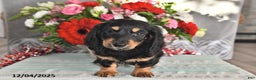 Miniature Dachshund dogs for sale: Rocky - Ad 1