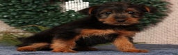 Yorkshire Terrier dogs for sale: Mitch - Ad 7