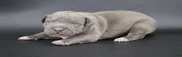 American Bully dogs for sale: Haniel - XL - ABKC - Ad 1