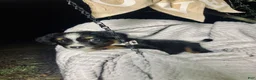 Australian Shepherd dogs for sale: Sky (black tri)(female) - Ad 9