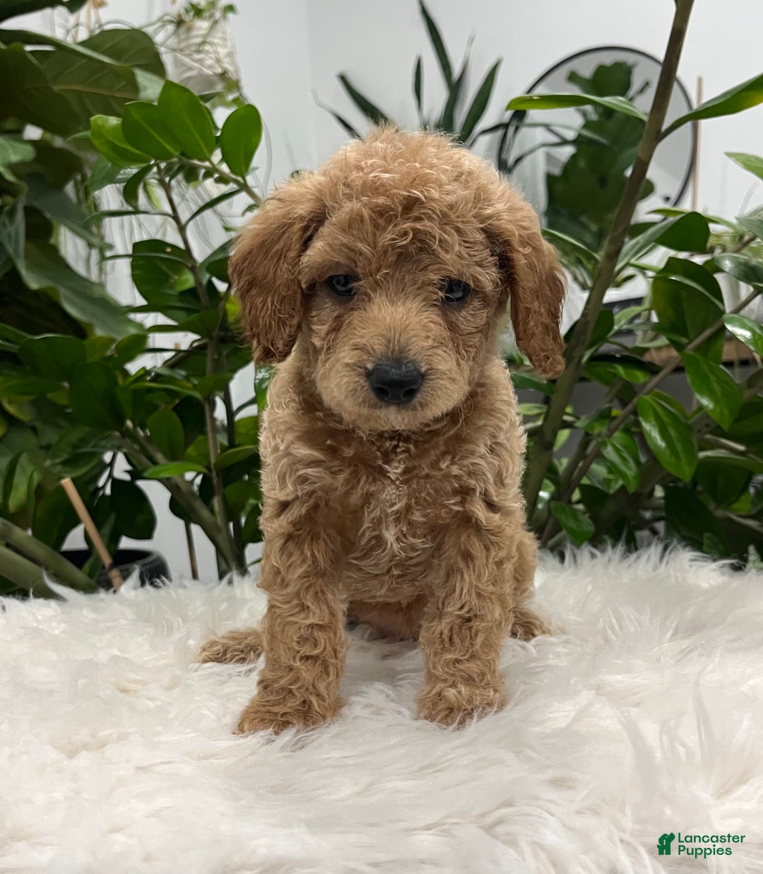 Mini Goldendoodle dogs for sale: Darcy  - Ad 6