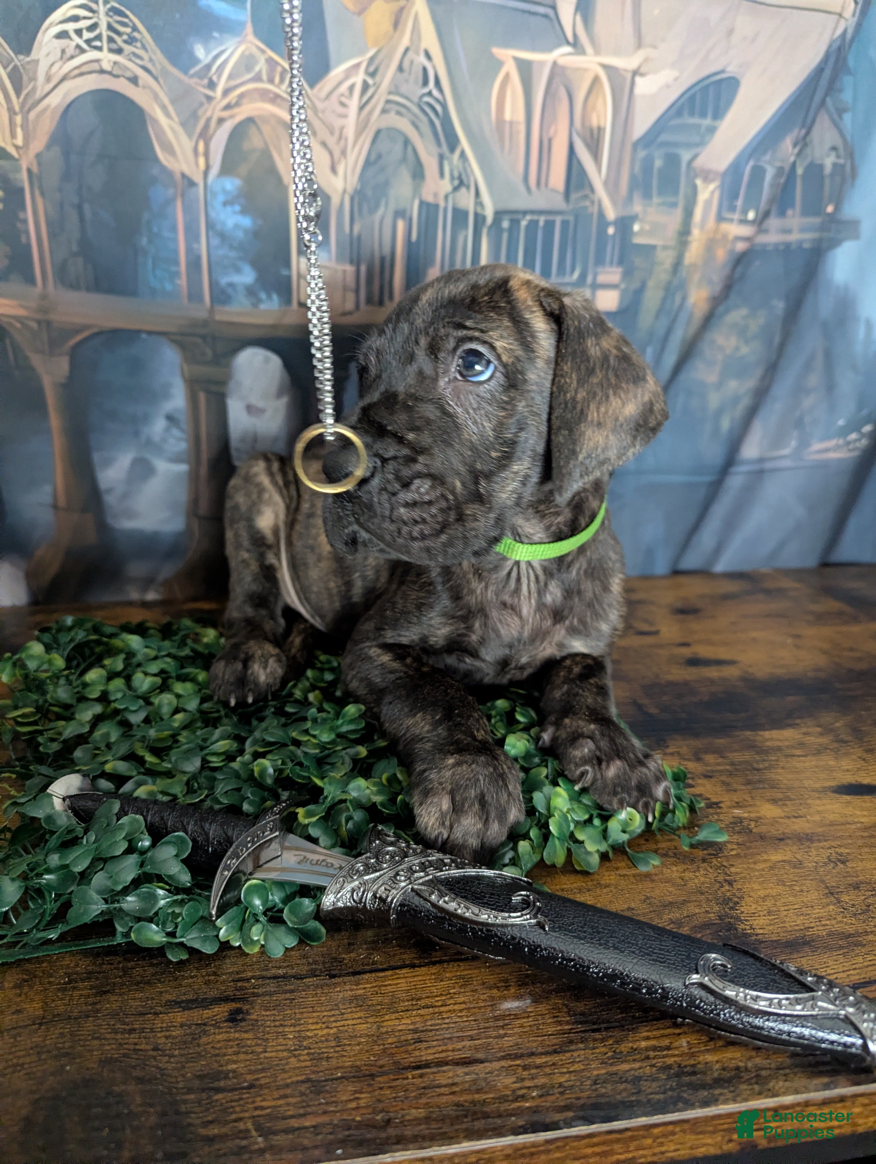 Great Dane dogs Boromir Brindle Male Great Dane Puppy  - Ad 2