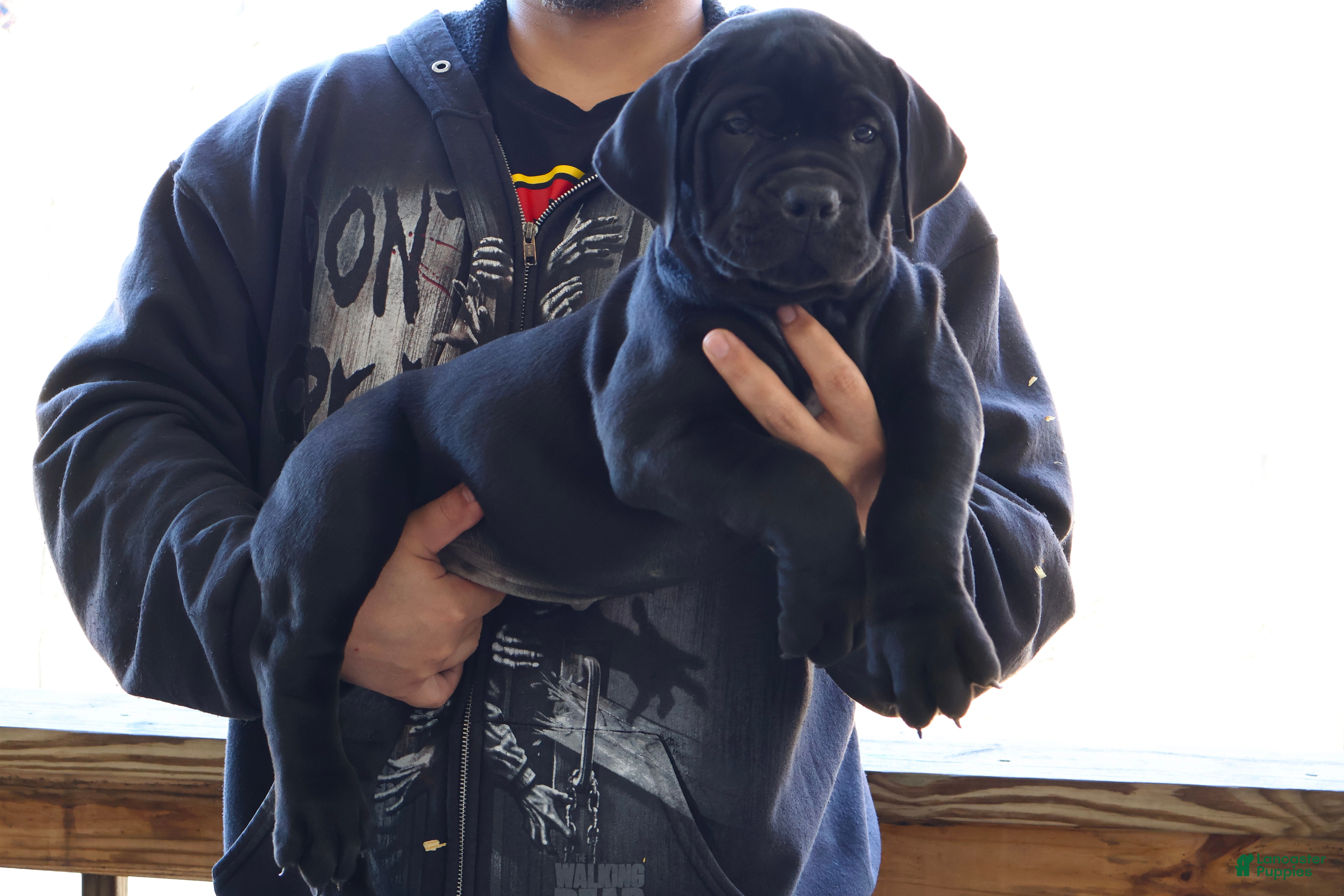 South African Boerboels dogs Teal - Ad 1