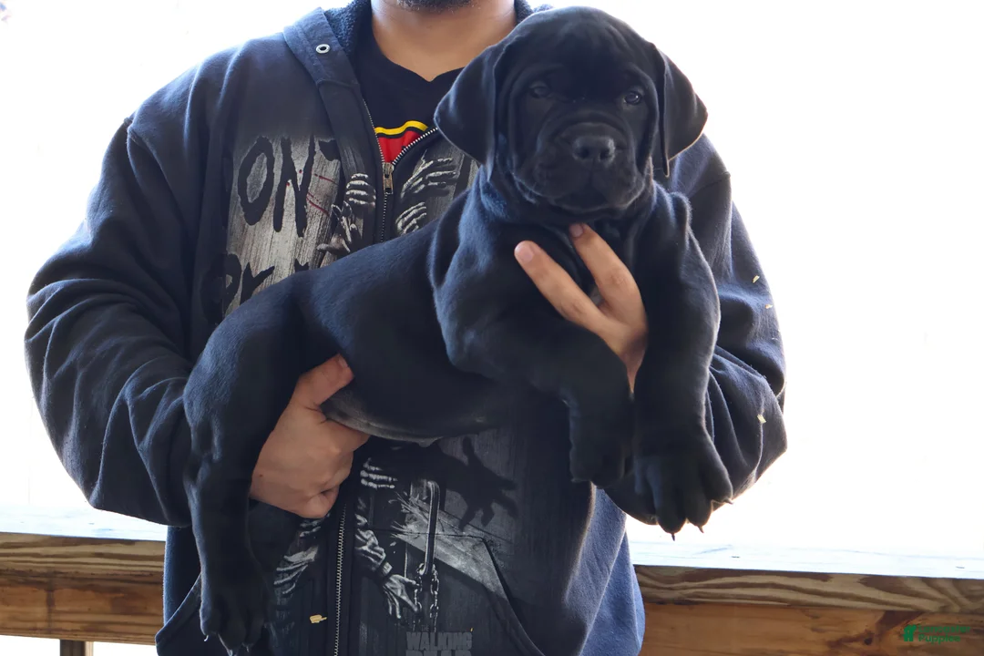 South African Boerboels dogs for sale: Teal - Ad 1