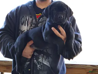 South African Boerboels dogs for sale: Teal - Ad 3