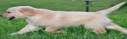 Golden Retriever dogs for sale: Diesel - Ad 14