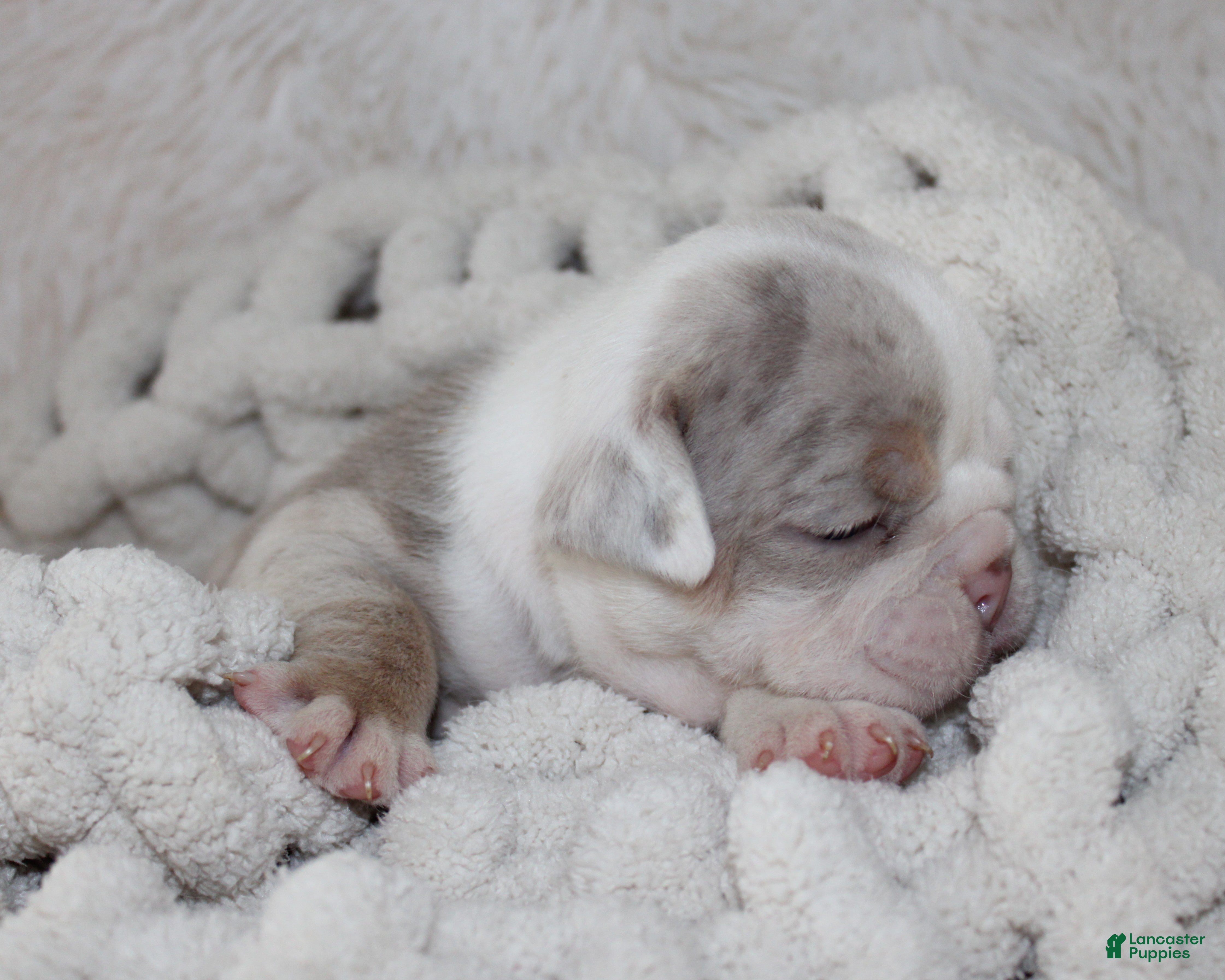 English Bulldog dogs Hattie - Ad 2