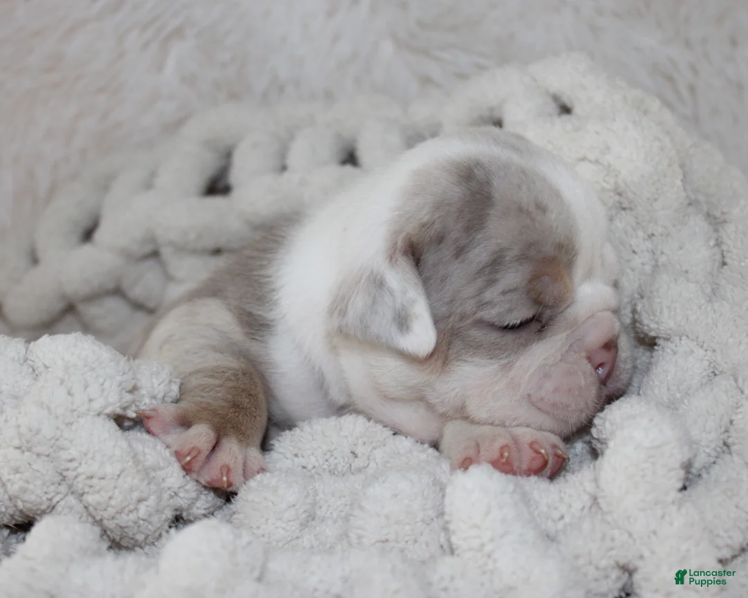 English Bulldog dogs for sale: Hattie - Ad 2