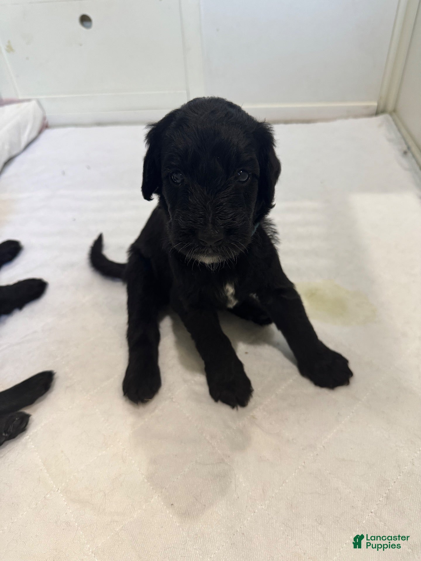 Goldendoodle dogs Goldendoodle 5 - Ad 2