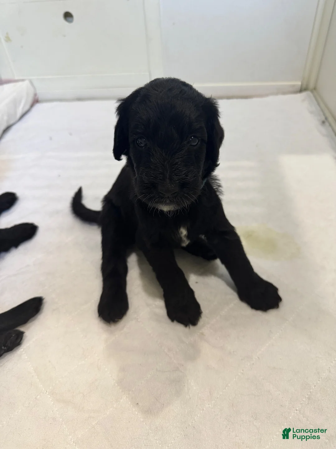 Goldendoodle dogs for sale: Goldendoodle 5 - Ad 1