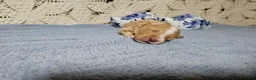 Mini Goldendoodle dogs for sale: Colonel mustard - Ad 6