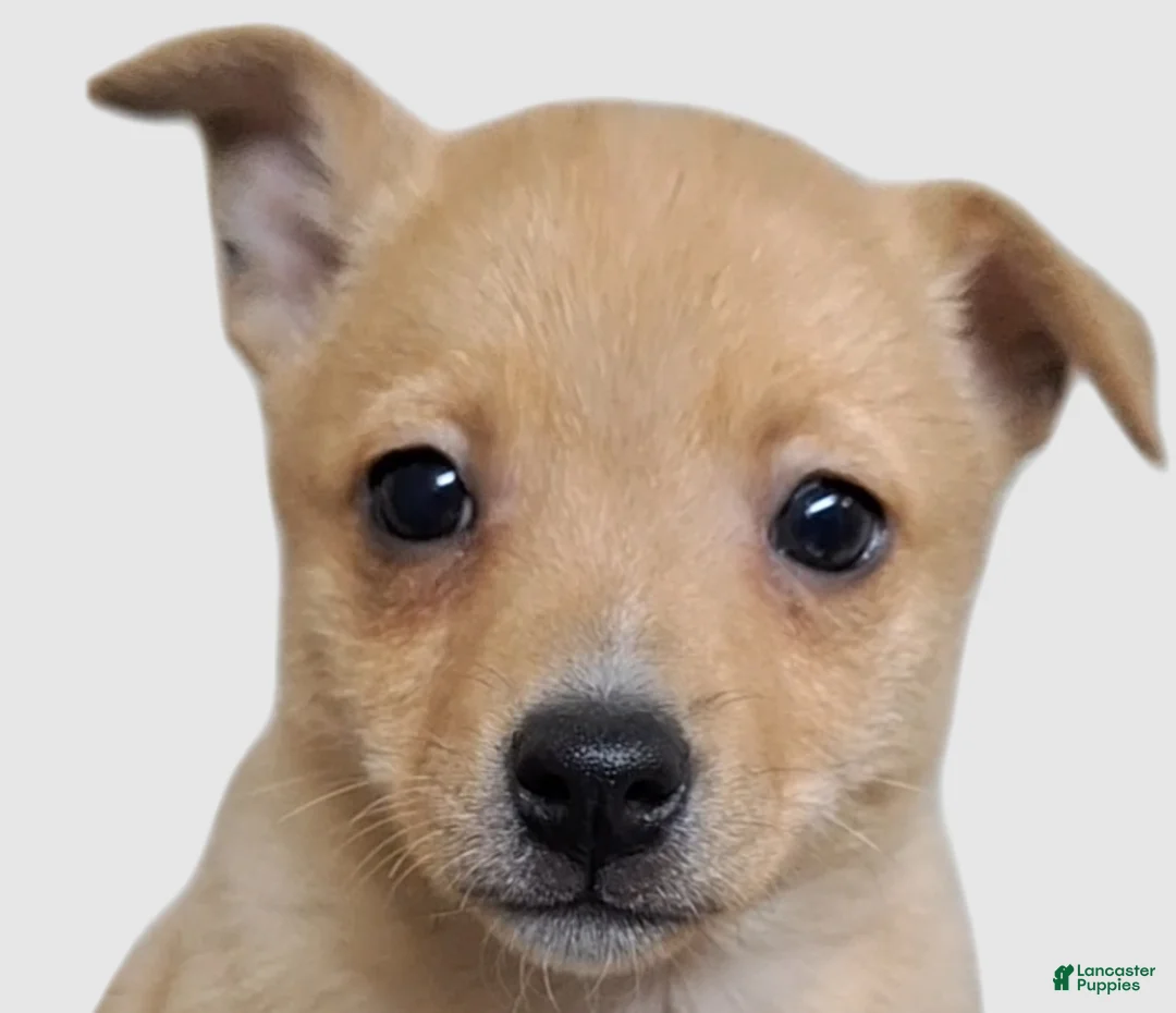 Pomchi dogs for sale: Fuchsia - Ad 1