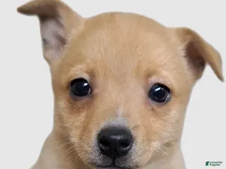 Pomchi dogs Fuchsia - Ad 3