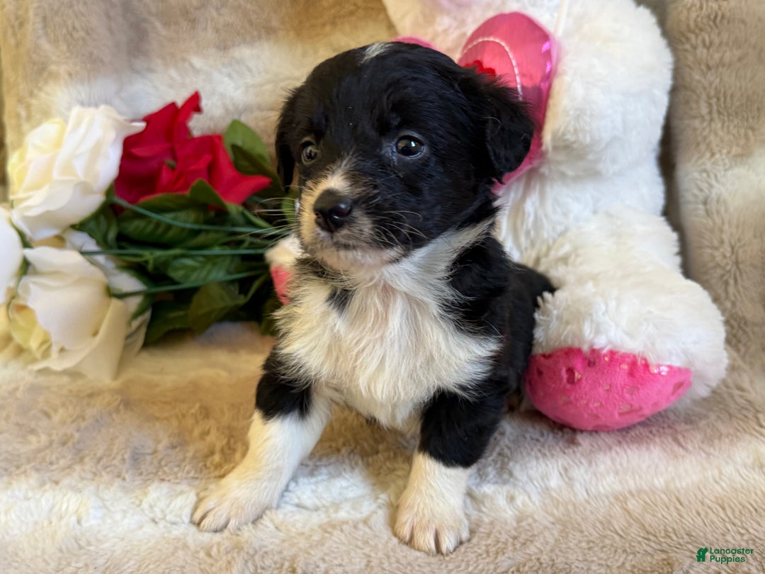 Mixed Breed dogs for sale: Finn - Ad 3