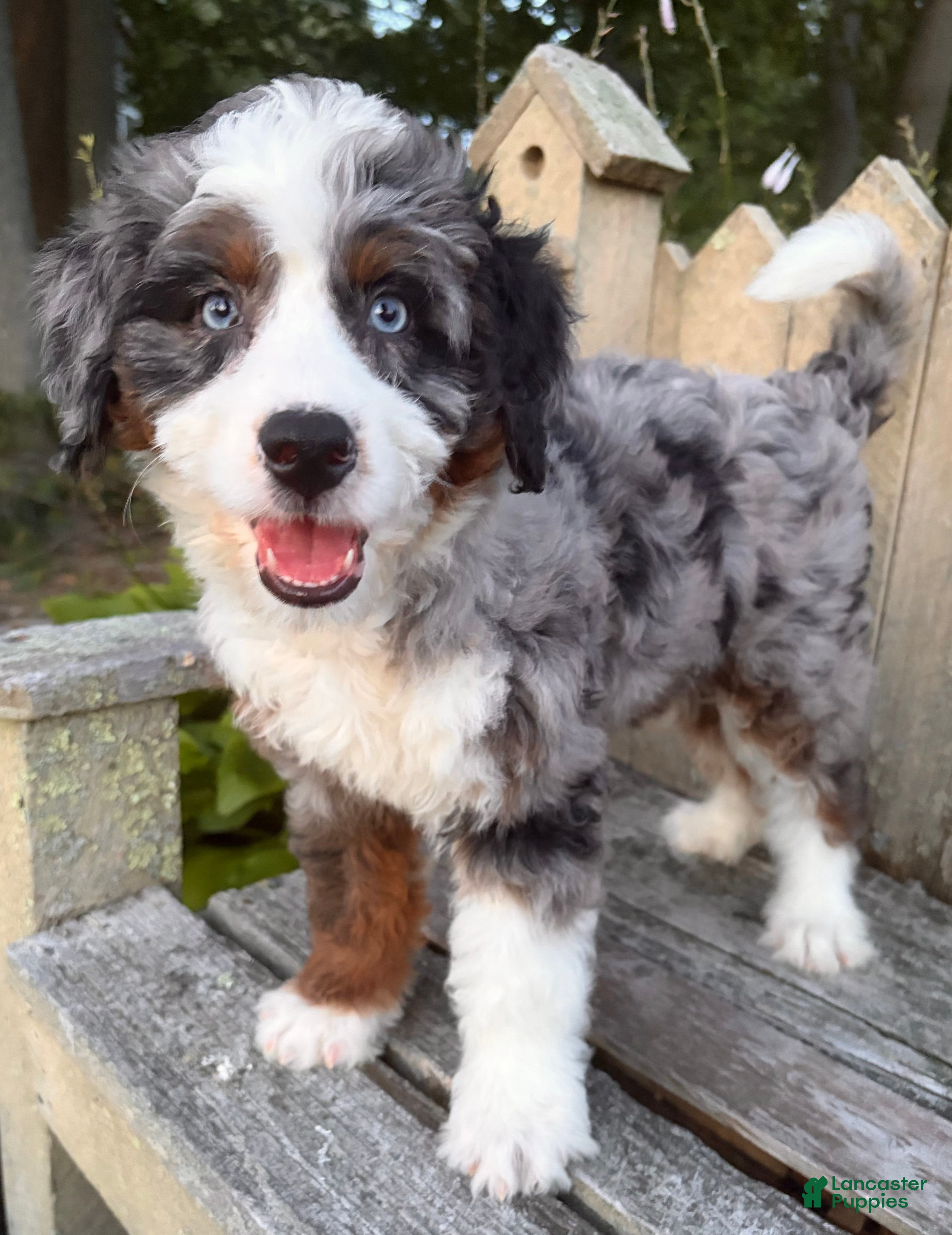 Mini Bernedoodle dogs 🧡IN BOSTON MASSACHUSETTS AREA🧡DOUBLE BLUE EYES🧡MINI BERNEDOODLE BOY🧡 - Ad 1