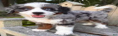 🧡IN BOSTON MASSACHUSETTS AREA🧡DOUBLE BLUE EYES🧡MINI BERNEDOODLE BOY🧡