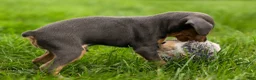 Miniature Pinscher dogs for sale: ANDREW - Ad 3
