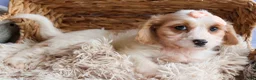 Cavachon dogs for sale: RHODA - Ad 5