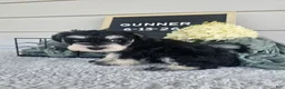 Miniature Schnauzer dogs for sale: Gunner - Ad 7
