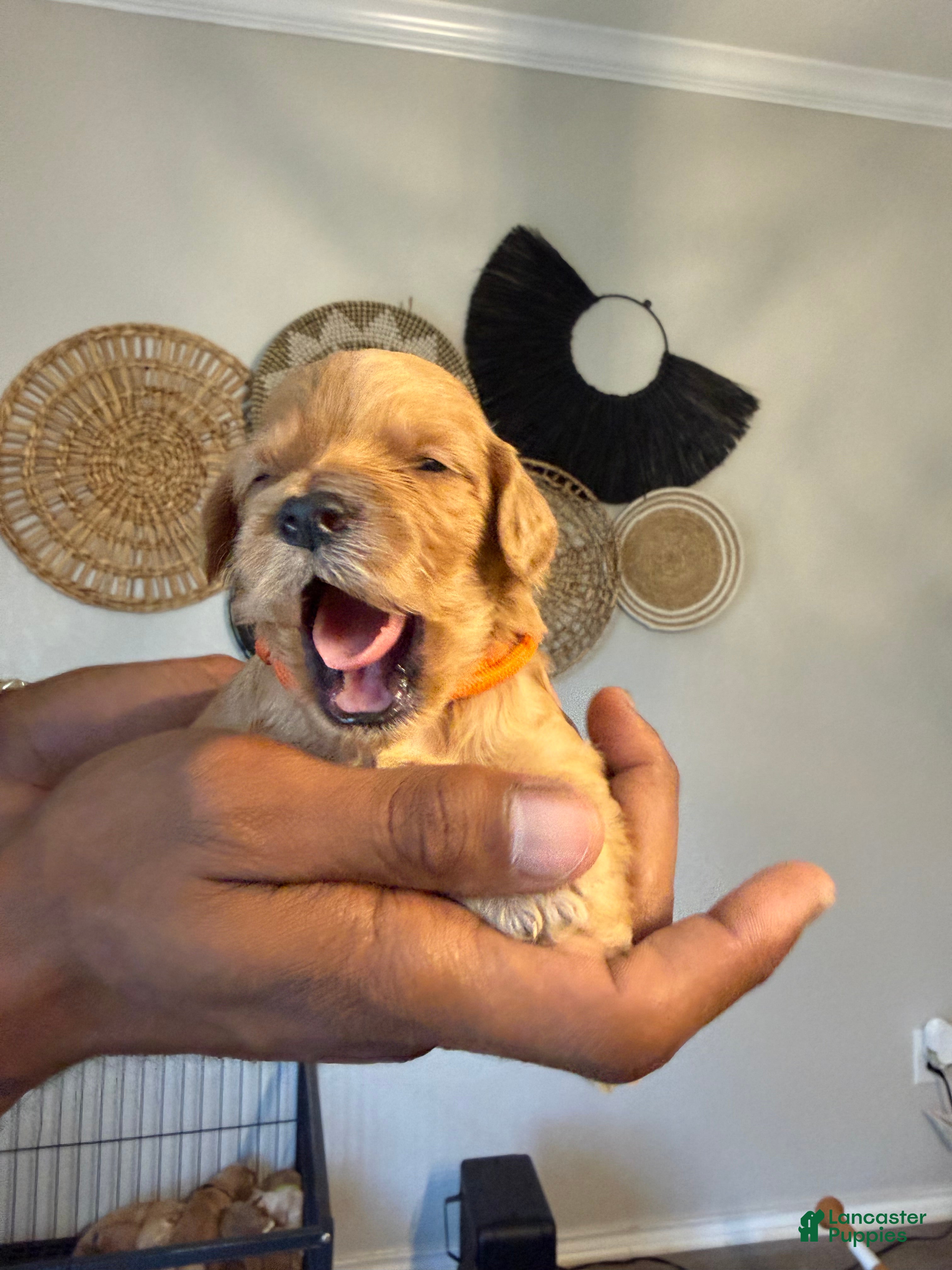 Mini Goldendoodle dogs Kith - Ad 23