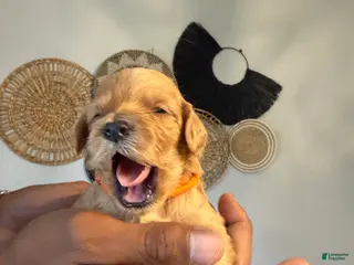Mini Goldendoodle dogs Kith - Ad 25