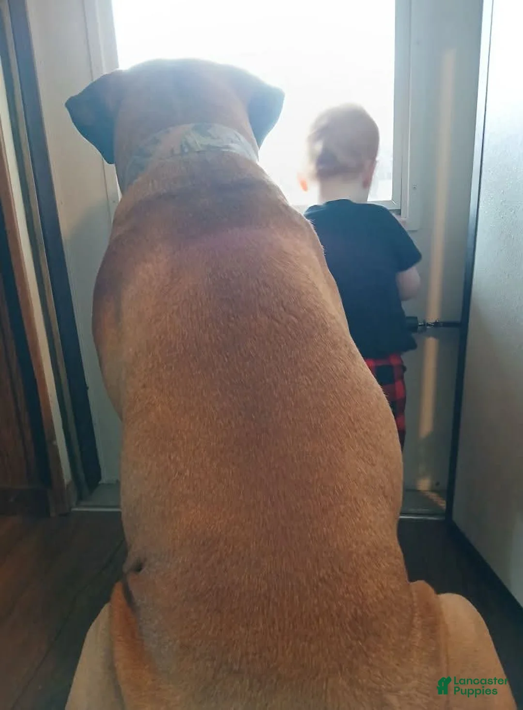 Presa Canario dogs for sale: Presa Canario Puppy 1 - Ad 7