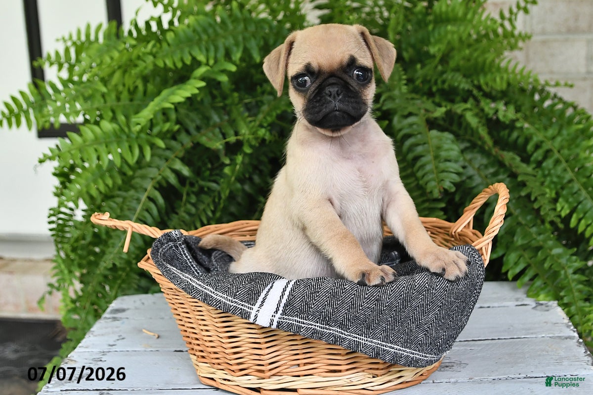 Pug dogs Ember - Ad 1