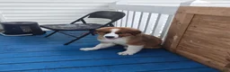 Mixed Breed dogs for sale: Marley - Ad 27