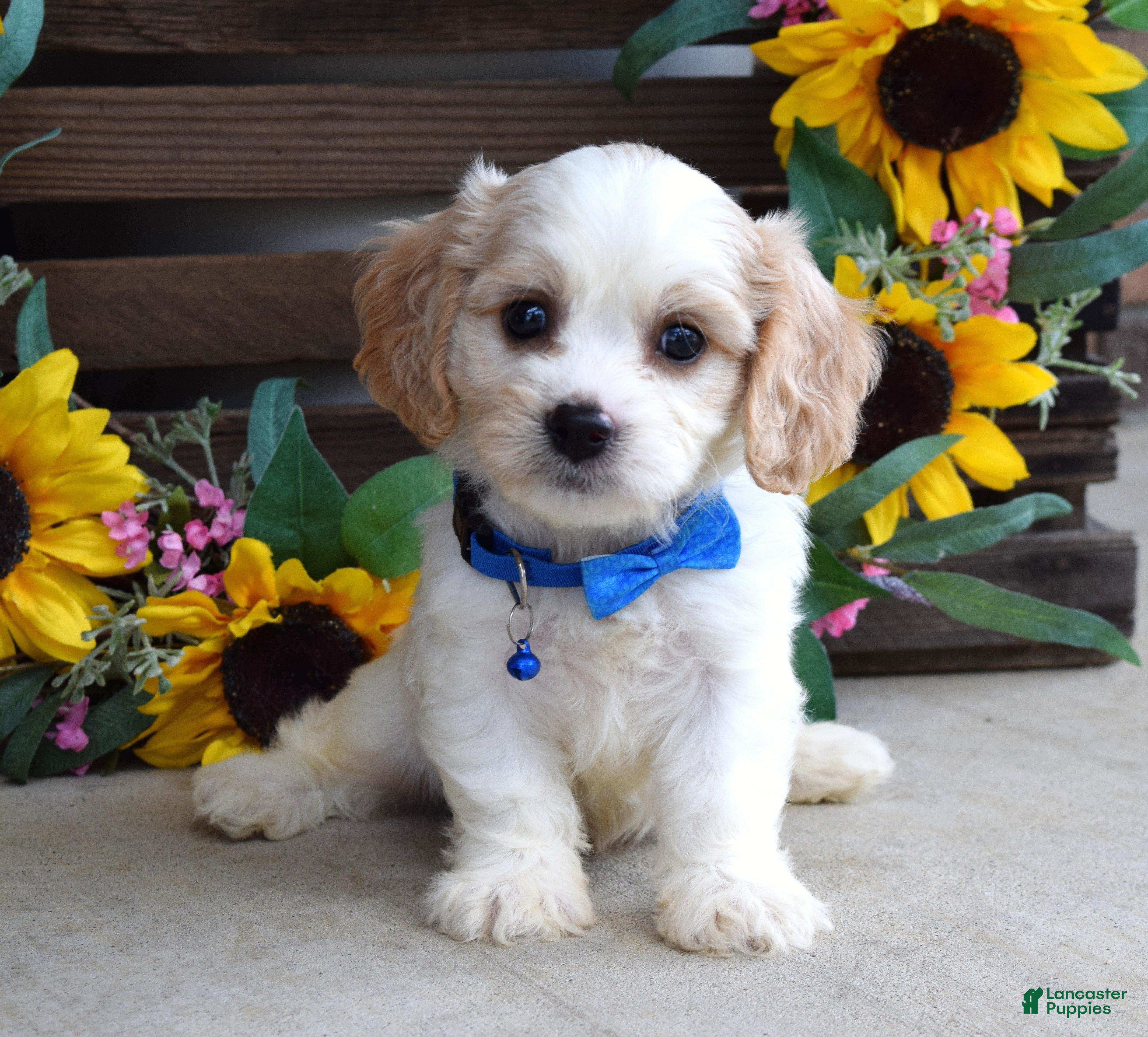 Cavachon dogs Tyson - Ad 1