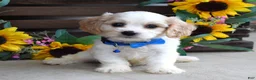 Cavachon dogs for sale: Tyson - Ad 1
