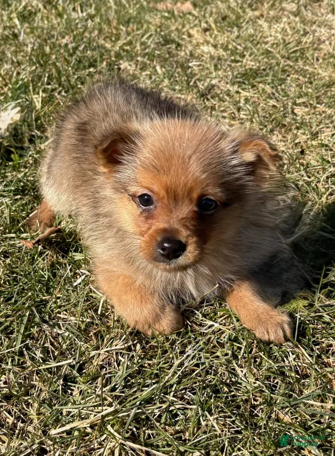 Mixed Breed dogs for sale: Yorky Pomeranian - Ad 5