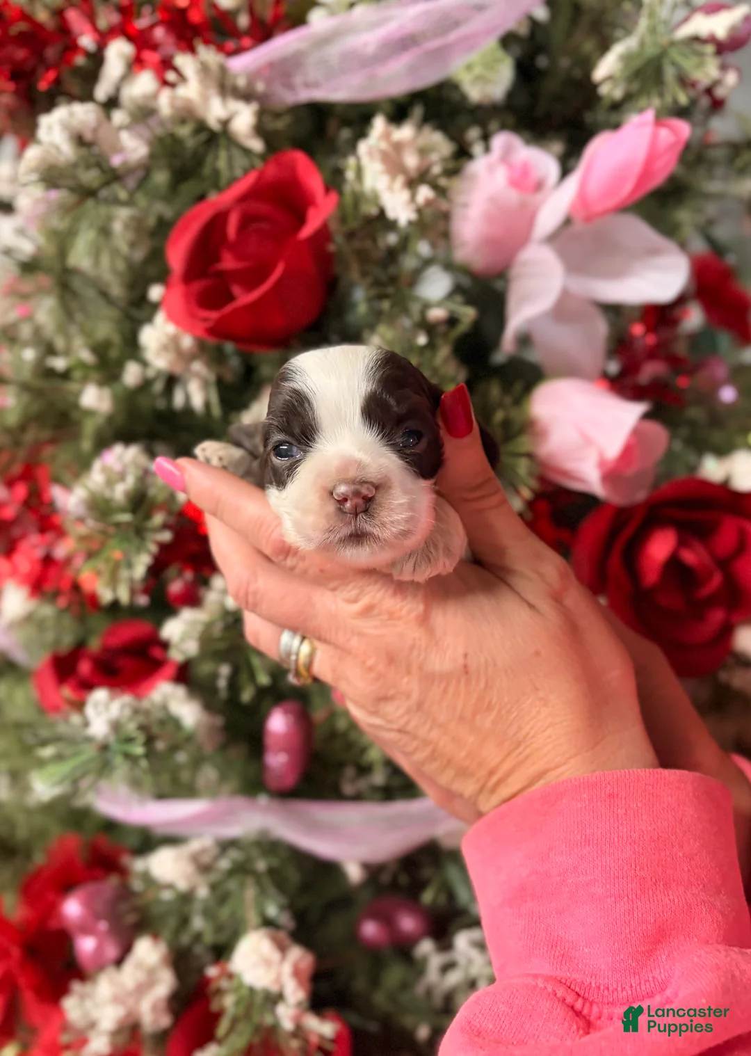 Cocker Spaniel dogs for sale: Cocker Spaniel Puppy 4 - Ad 1