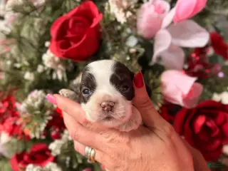 Cocker Spaniel dogs Cocker Spaniel Puppy 4 - Ad 2