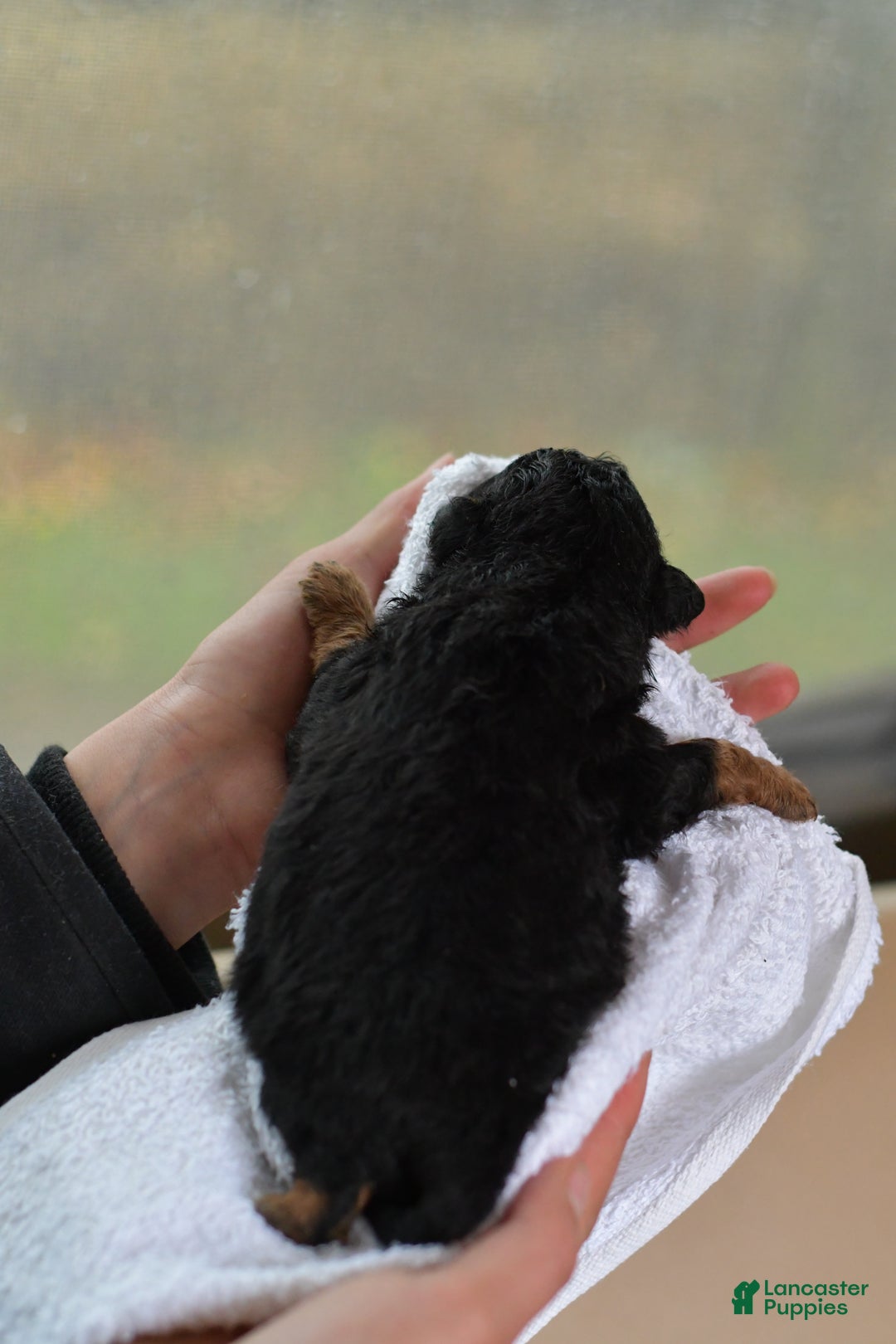 Mini Aussiedoodle dogs for sale: Cash - Ad 58