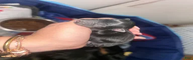 Chihuahua 6