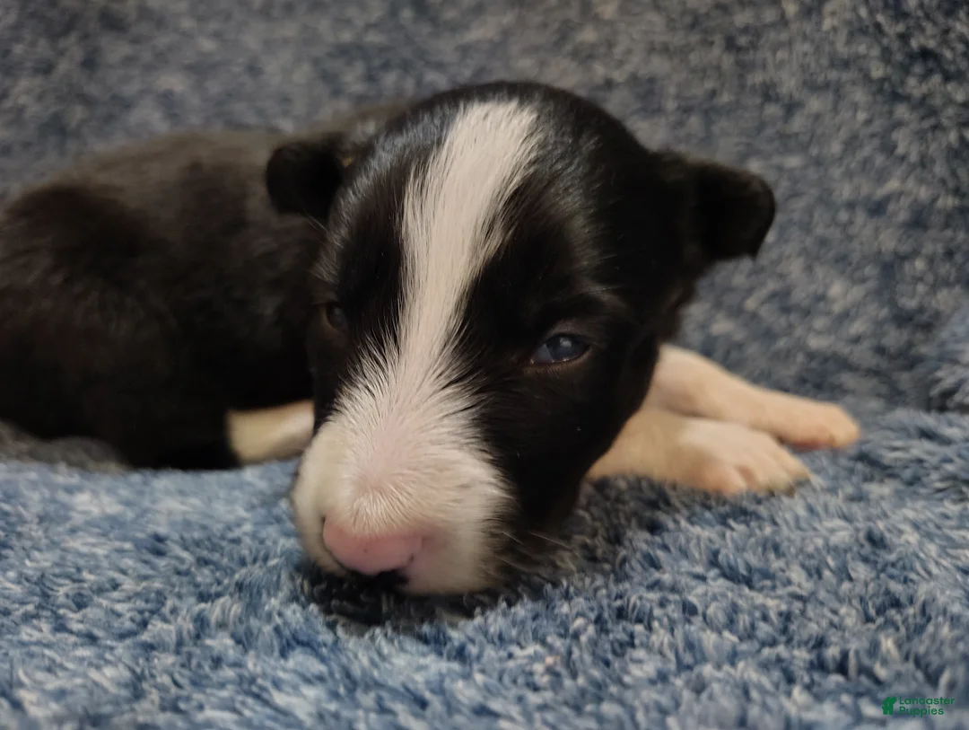 Border Collie dogs for sale: Kennedy  - Ad 4