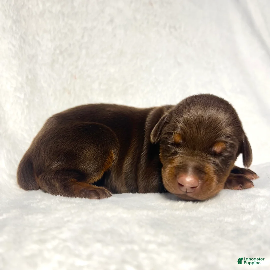 Doberman Pinscher dogs for sale: Doberman RED Puppy 5 - Ad 2