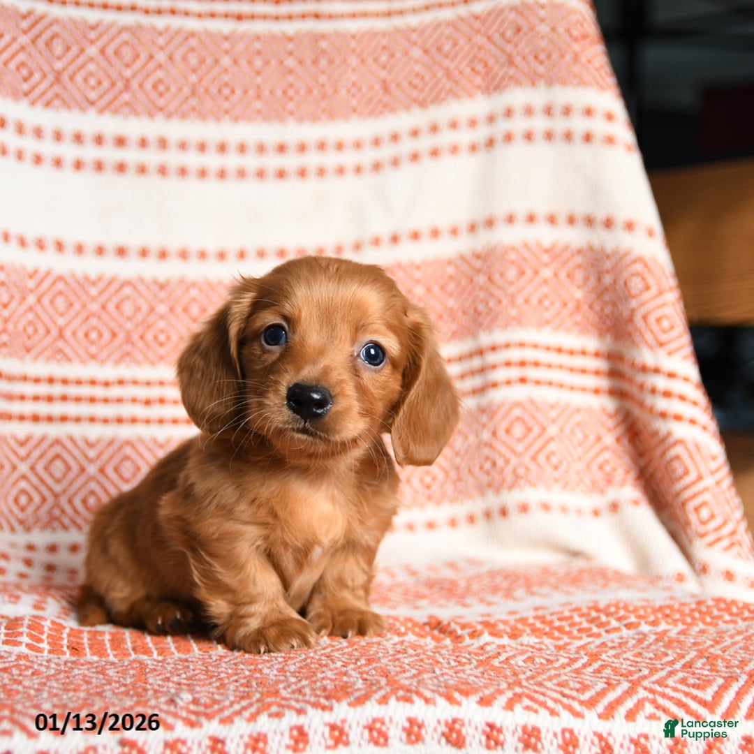 Miniature Dachshund dogs for sale: King - Ad 2