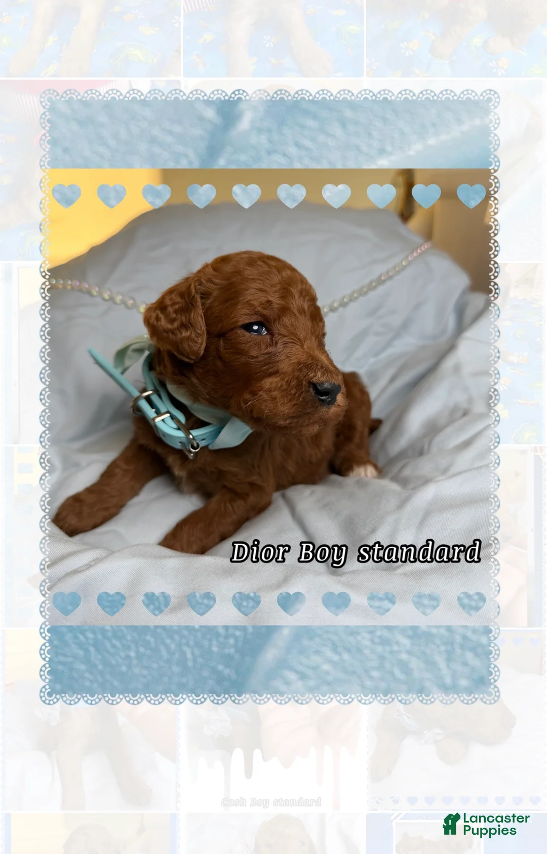 Standard Poodle dogs for sale: Dior - Ad 2