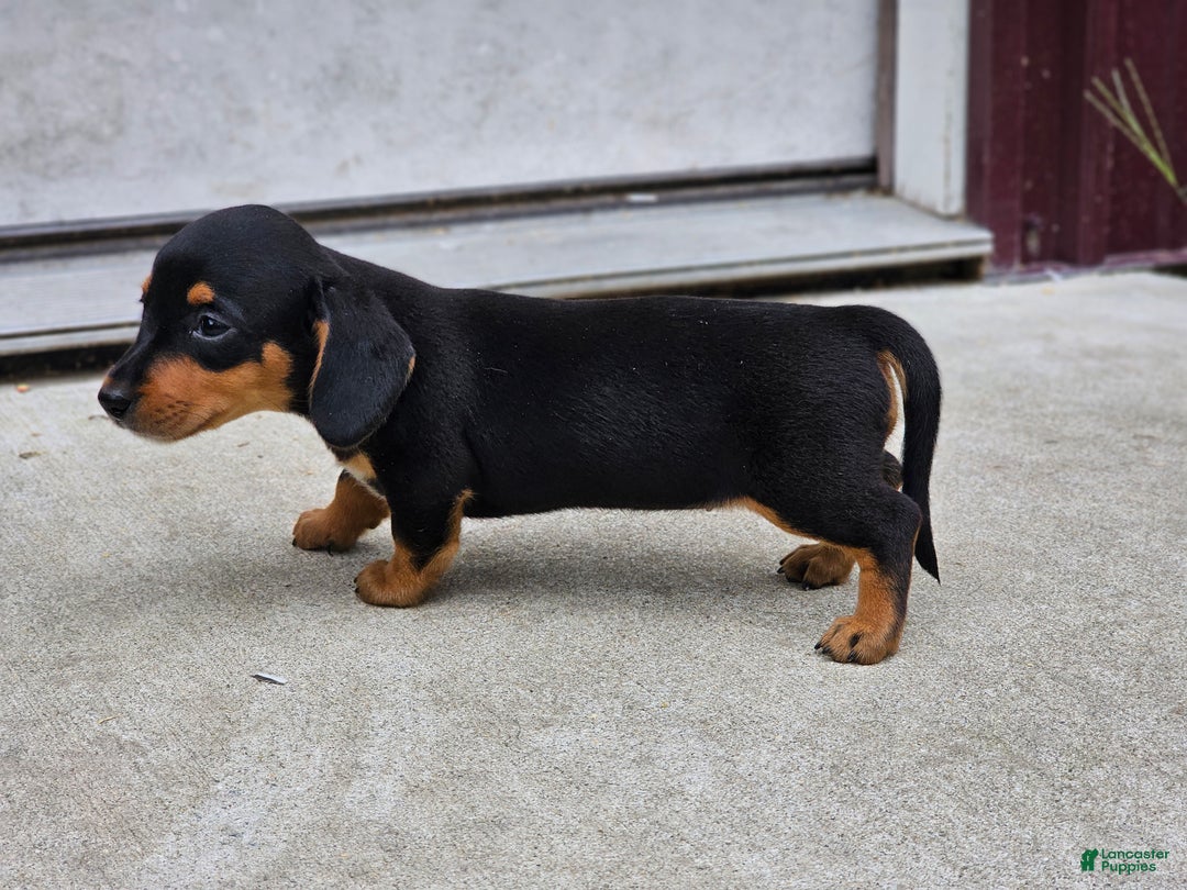 Miniature Dachshund dogs for sale: Rosie - Ad 2