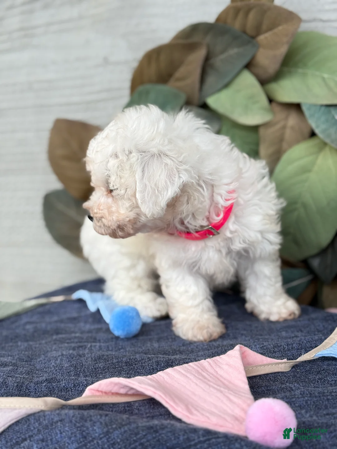 Bichon Frise dogs for sale: Eden - Ad 2