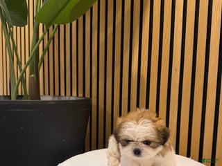 Shih Tzu dogs Zelda 💕🏹 - Ad 29