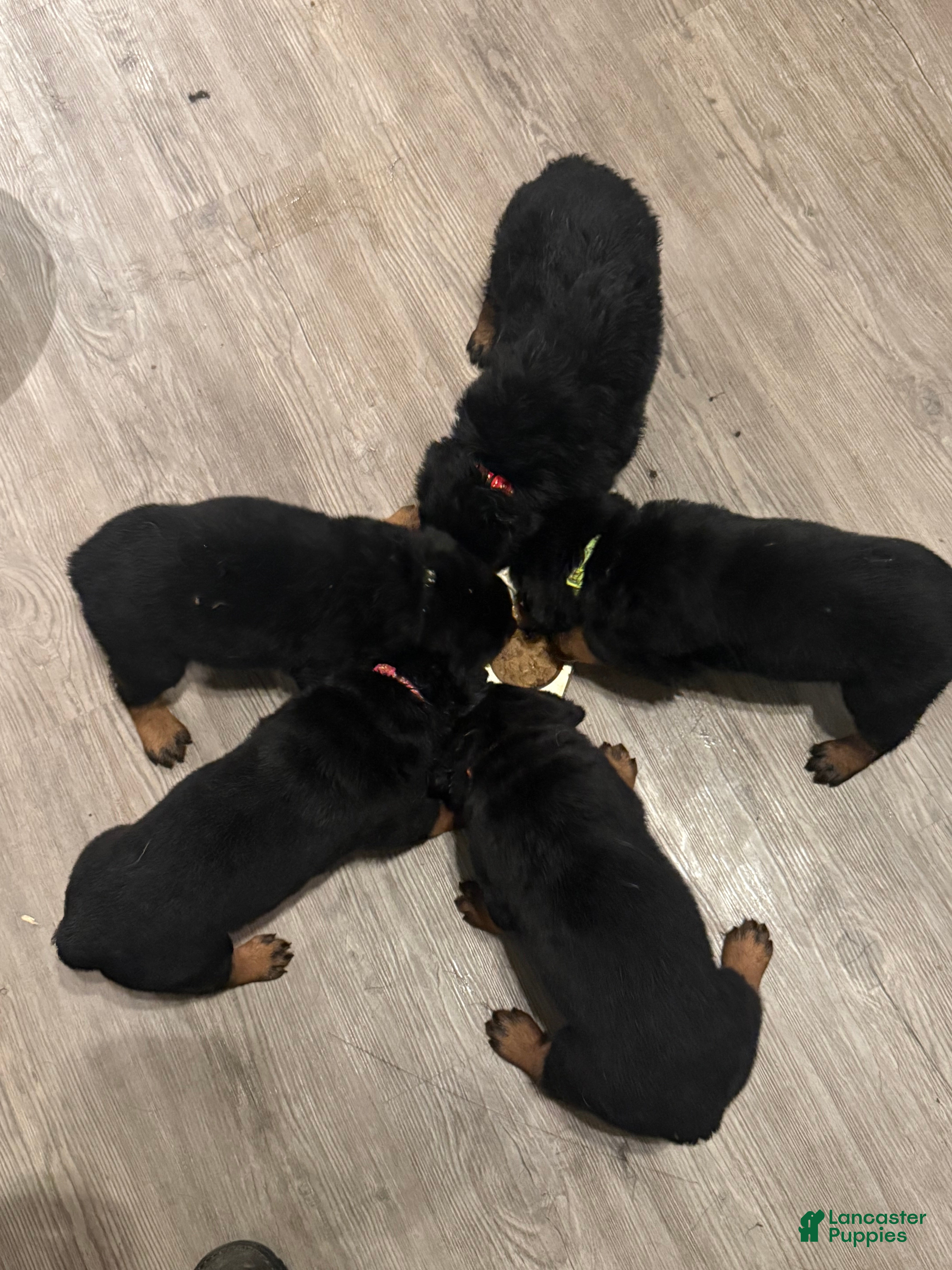 Rottweiler dogs Roxi (Pink) - Ad 2
