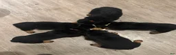 Rottweiler dogs for sale: Roxi (Pink) - Ad 2