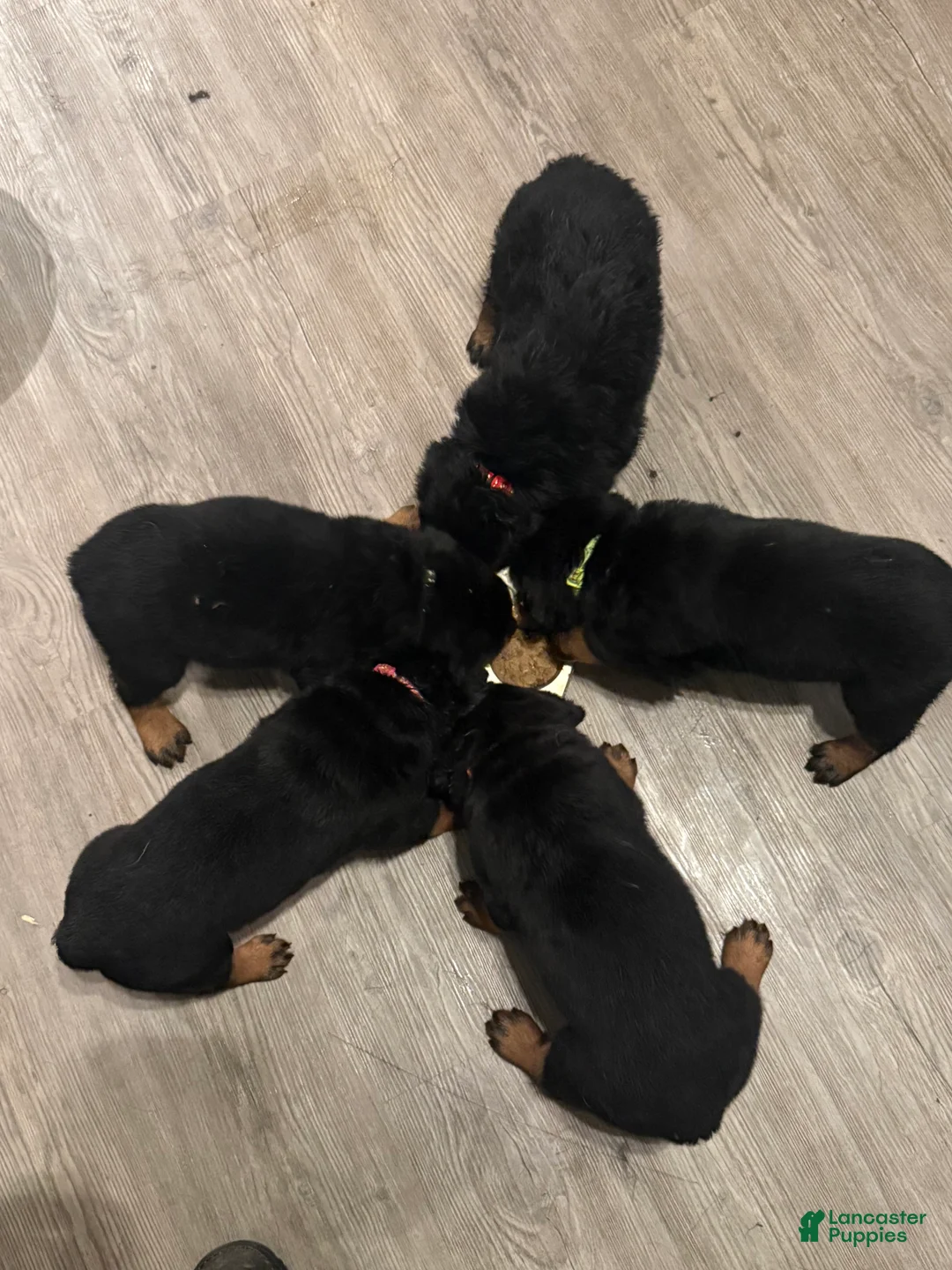 Rottweiler dogs for sale: Roxi (Pink) - Ad 2